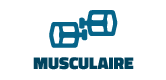 Musculaires